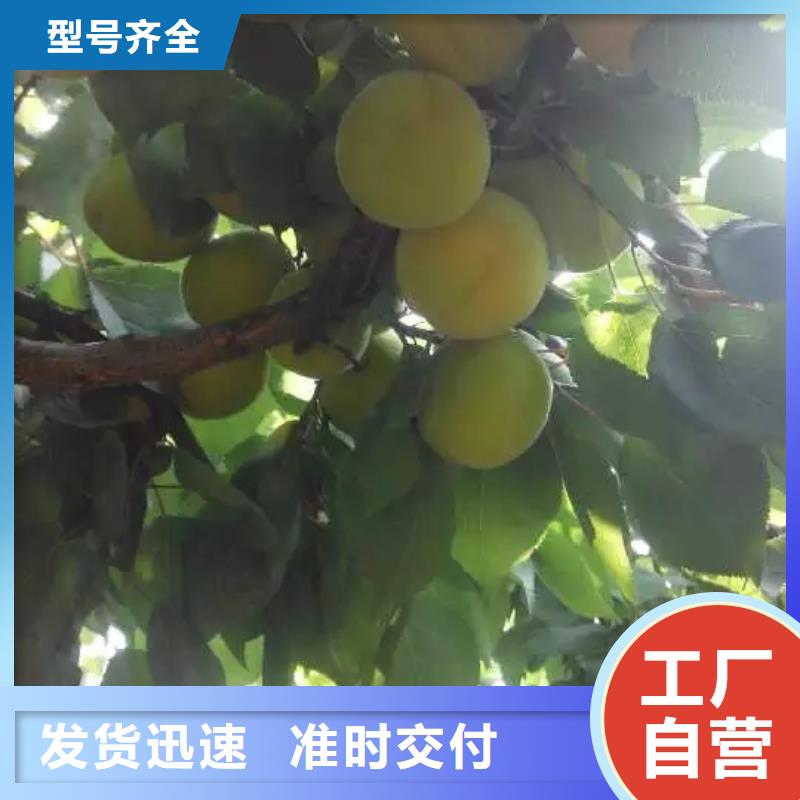 杏樱桃苗厂家品控严格
