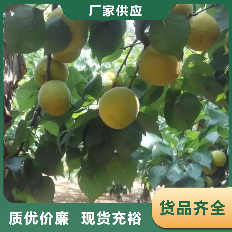 杏,桃树苗诚信经营质量保证