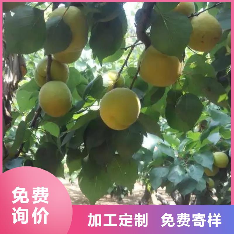 杏,桃树苗诚信经营质量保证