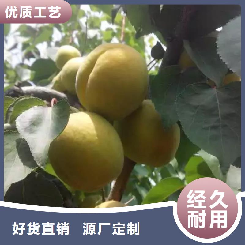 杏,桃树苗诚信经营质量保证