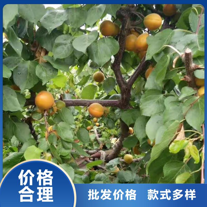 杏-桃树苗支持定制批发