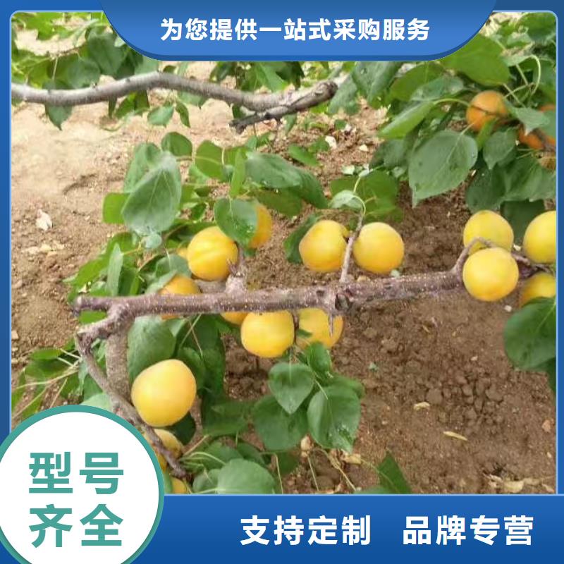 杏樱桃苗厂家品控严格