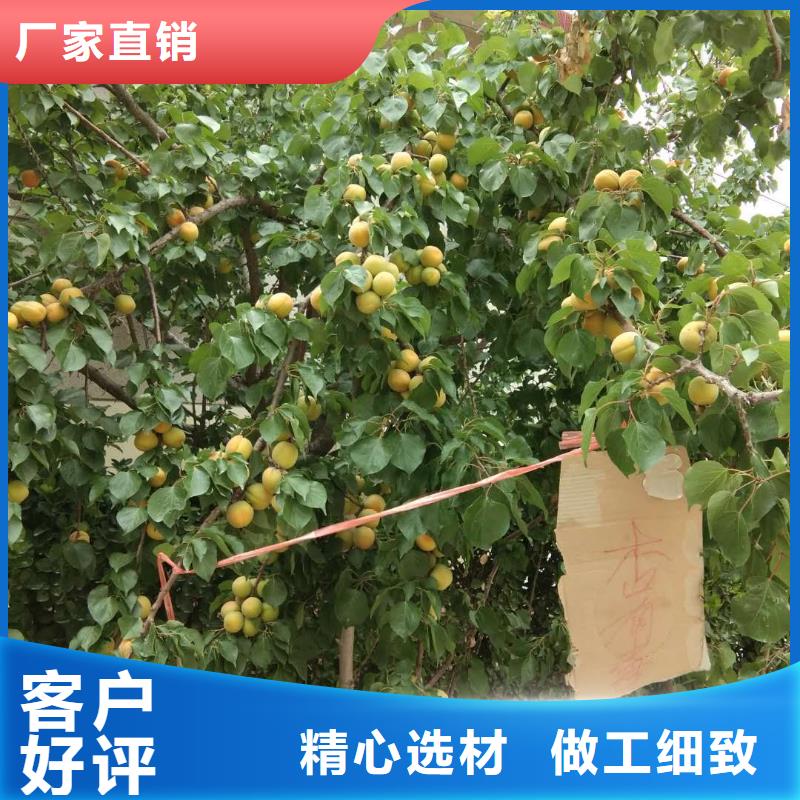 杏,桃树苗诚信经营质量保证