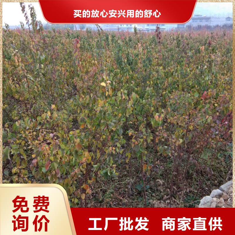 杏-桃树苗支持定制批发