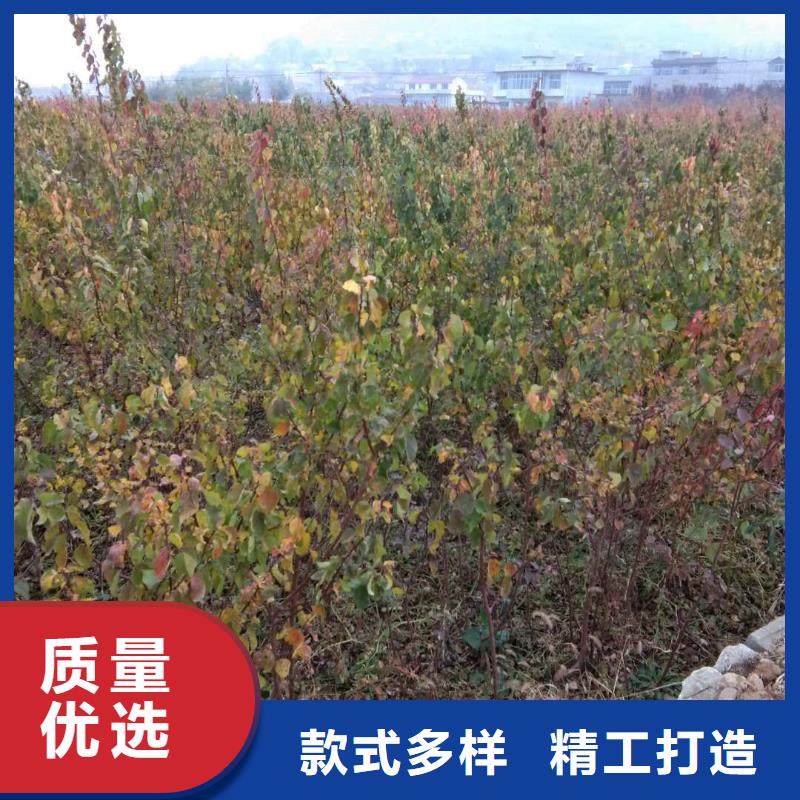 【杏_苹果苗大库存无缺货危机】