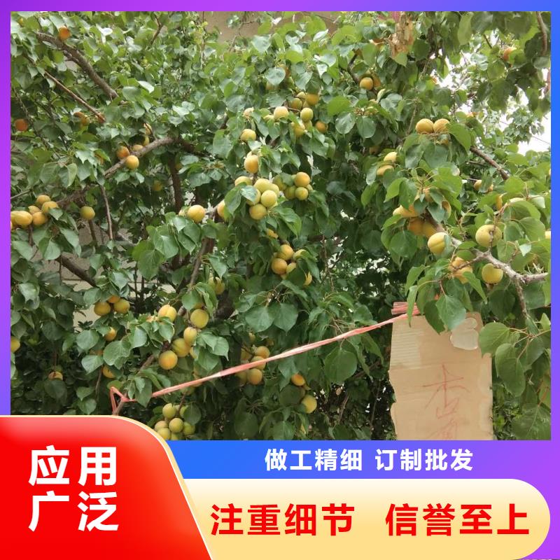 杏_樱桃苗现货实拍