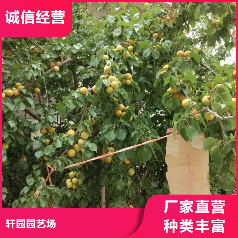 杏,桃树苗诚信经营质量保证