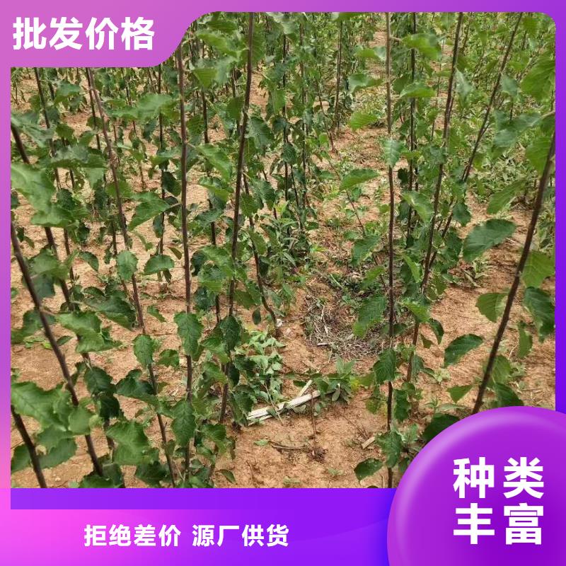 杏-【樱桃苗】严选好货