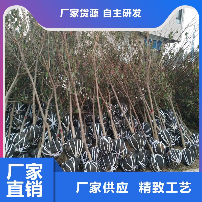 珍珠油杏树苗基地