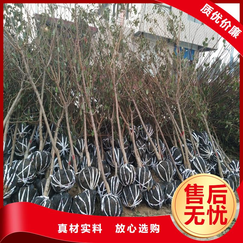 【杏_苹果苗大库存无缺货危机】