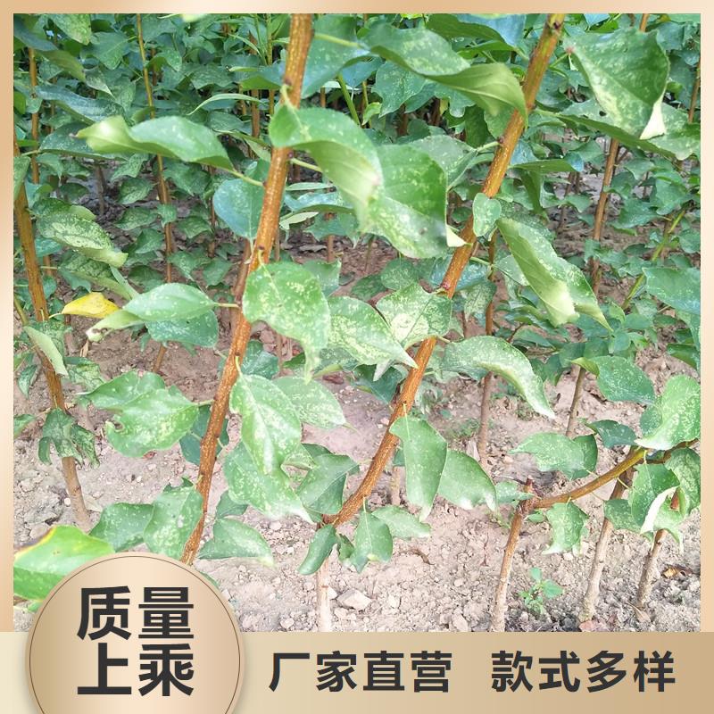 杏-桃树苗讲信誉保质量