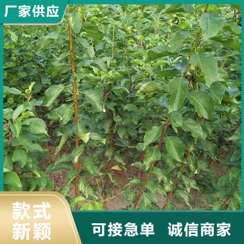 杏,桃树苗诚信经营质量保证