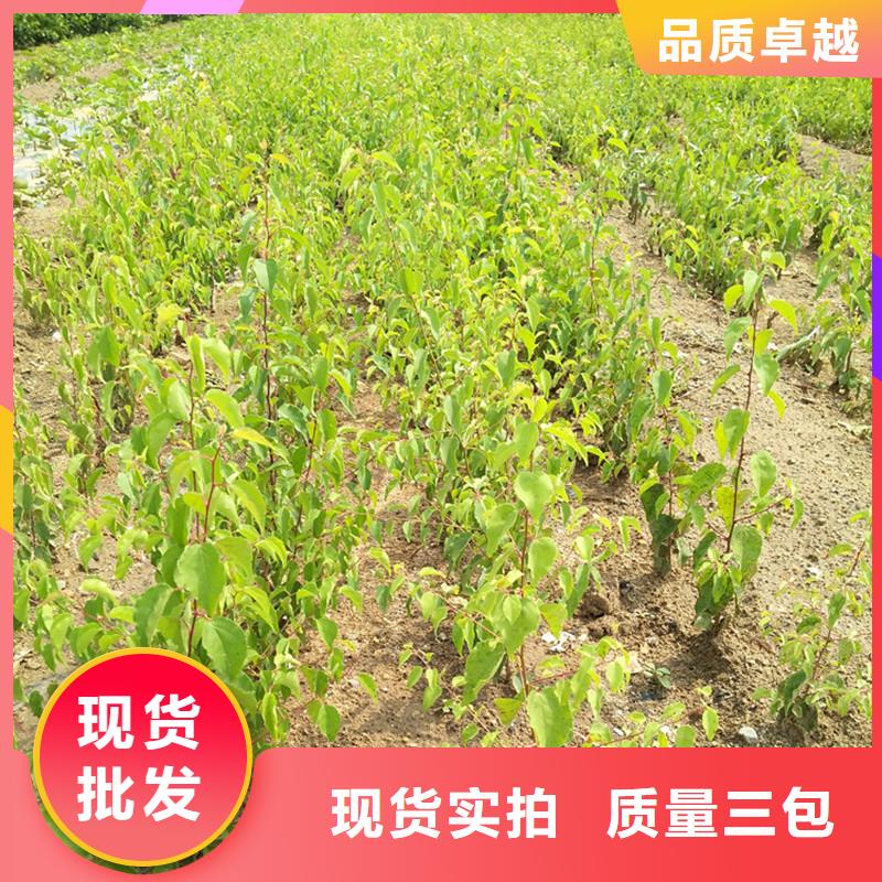 杏-【樱桃苗】严选好货