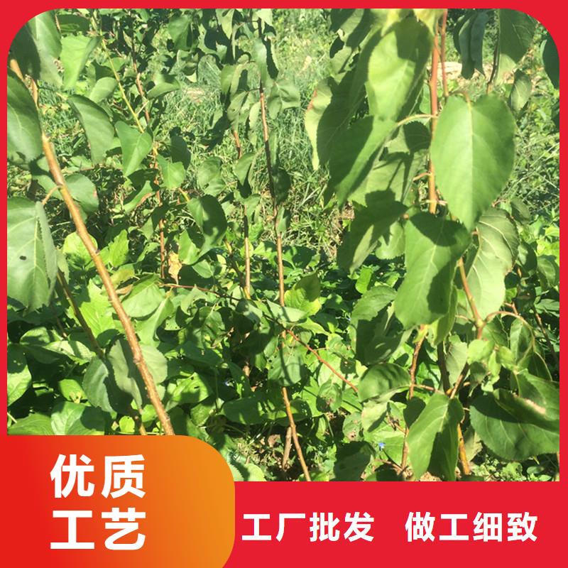蜜香杏树苗露天种植