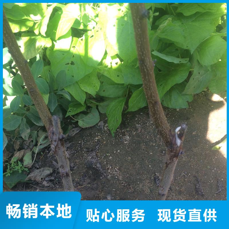 杏_石榴树经销商
