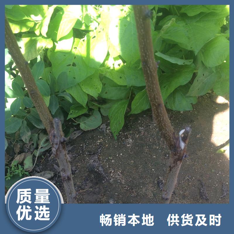 杏,桃树苗诚信经营质量保证
