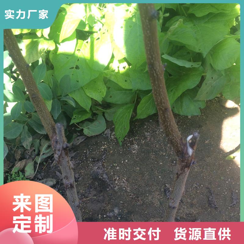 珍珠油杏树苗现挖苗现发货