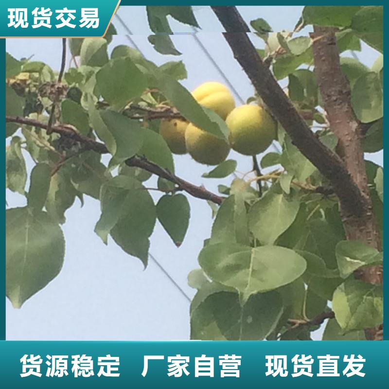 杏_石榴树经销商