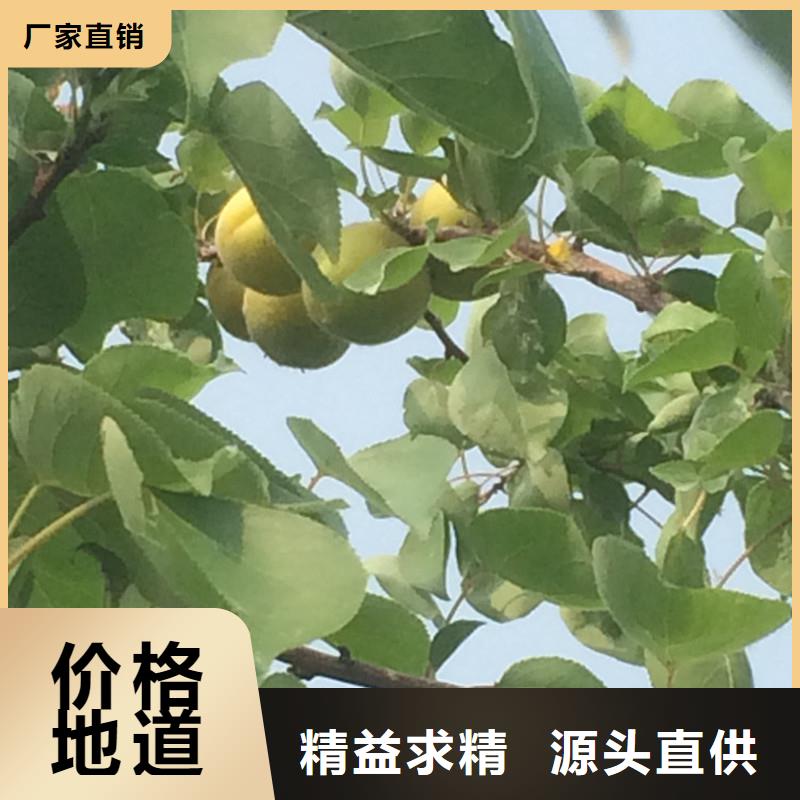 杏-苹果苗随心所欲定制