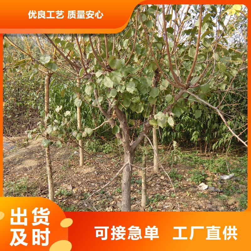 杏,桃树苗厂家销售
