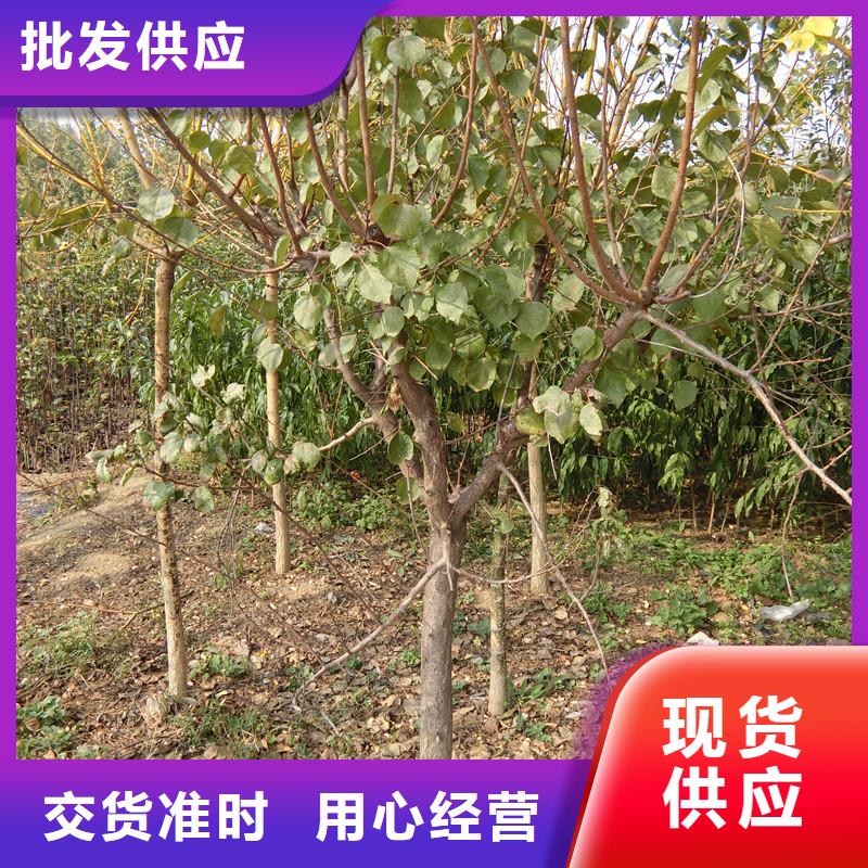 杏_樱桃苗现货实拍