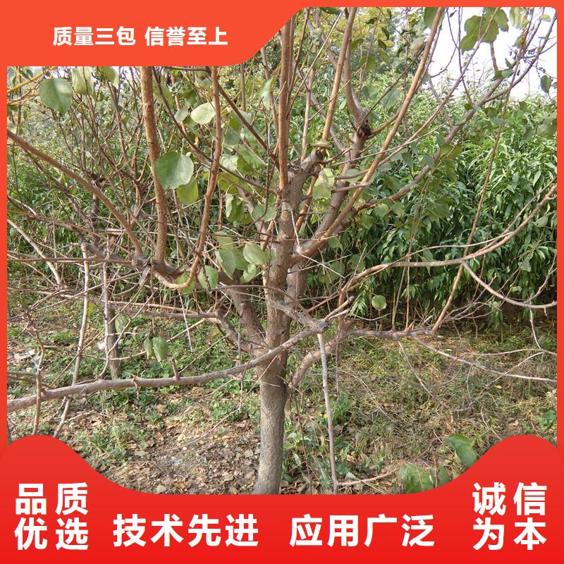 杏,桃树苗诚信经营质量保证