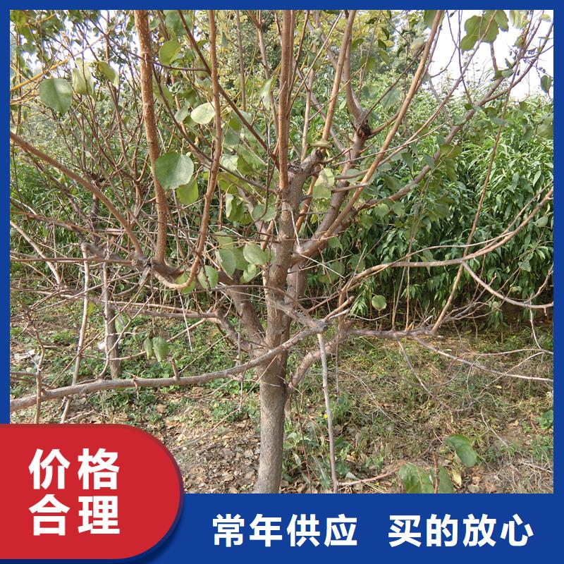 珍珠油杏树苗新奇品种