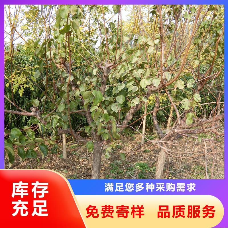 杏_石榴树经销商