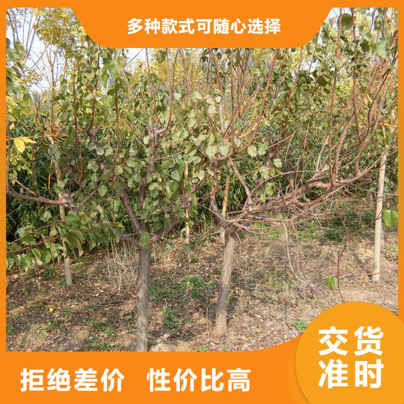 珍珠油杏树苗基地