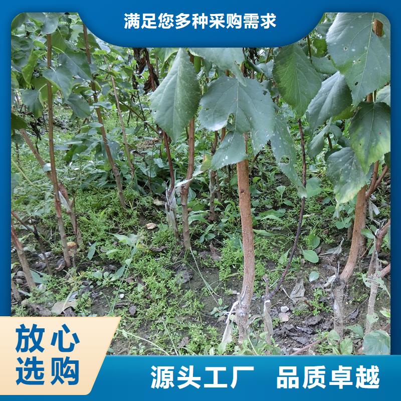 杏,桃树苗诚信经营质量保证