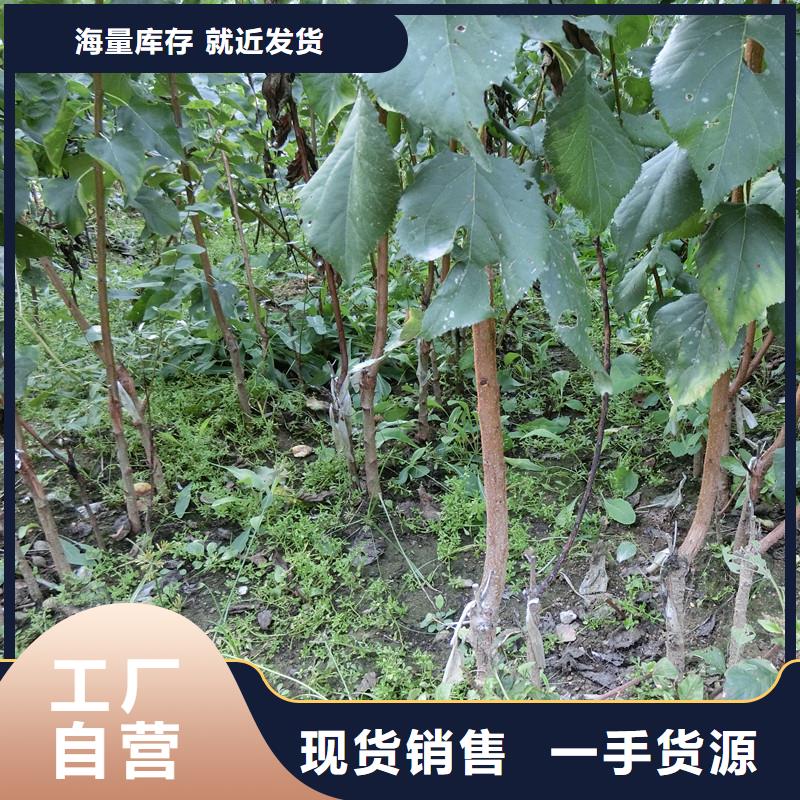 杏-桃树苗讲信誉保质量