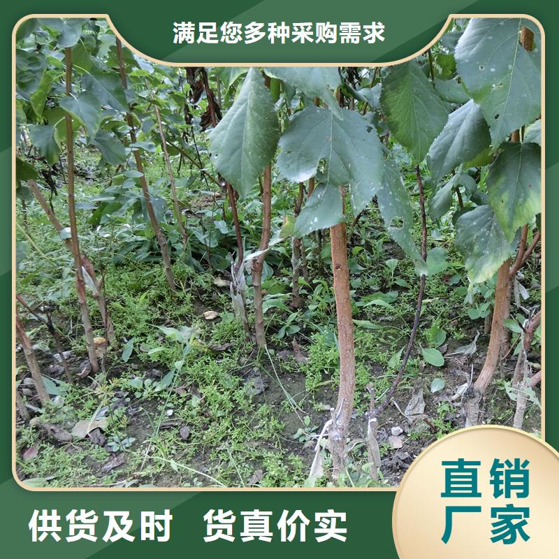 杏-蓝莓苗极速发货