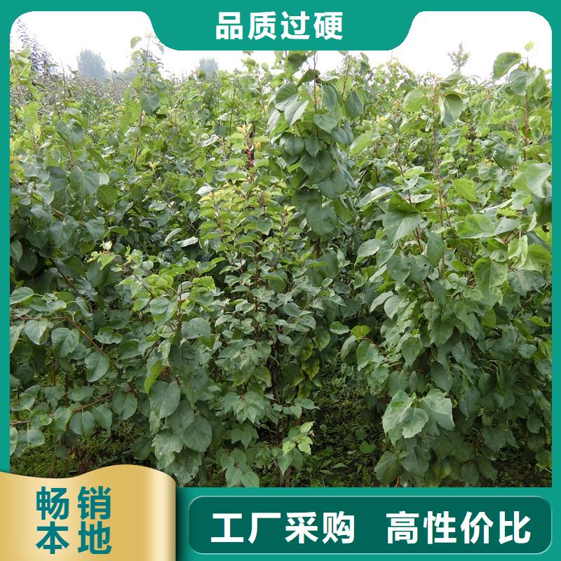 杏-桃树苗讲信誉保质量