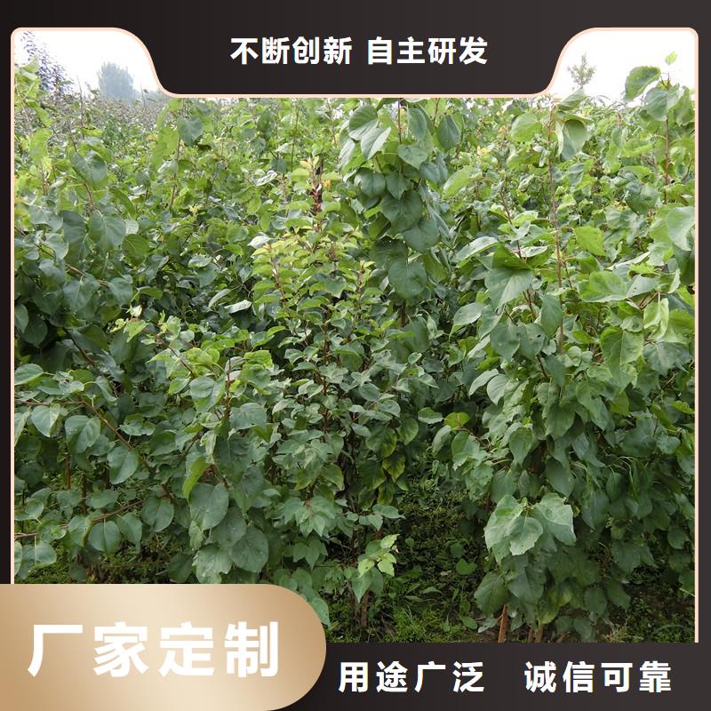 杏,桃树苗诚信经营质量保证