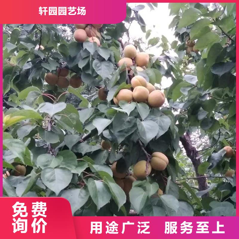 珍珠油杏树苗新奇品种