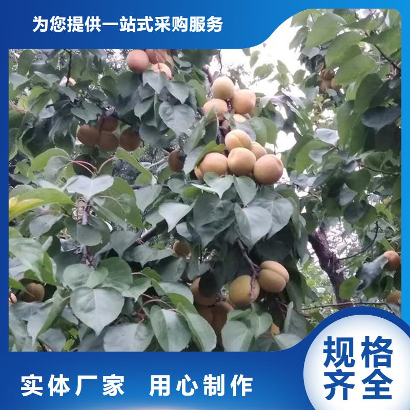 杏,桃树苗诚信经营质量保证