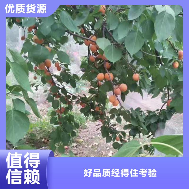 杏_樱桃苗现货实拍