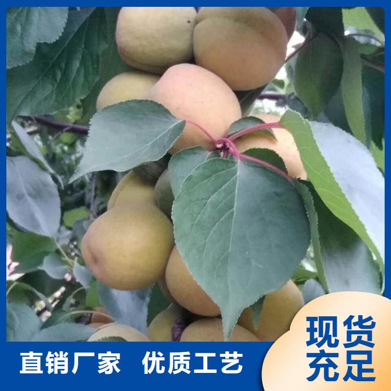 杏_石榴树经销商