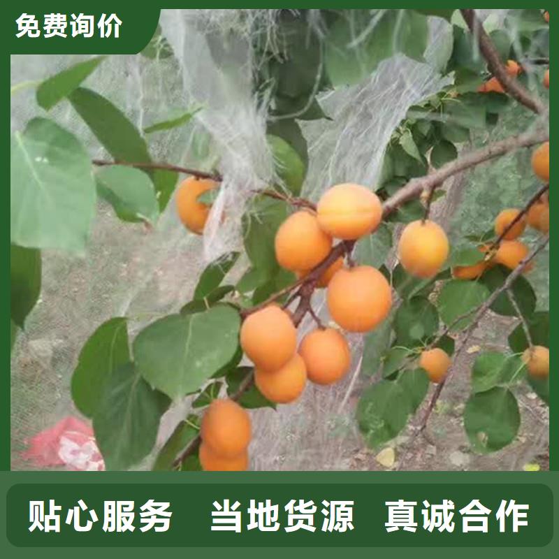 珍珠油杏树苗基地