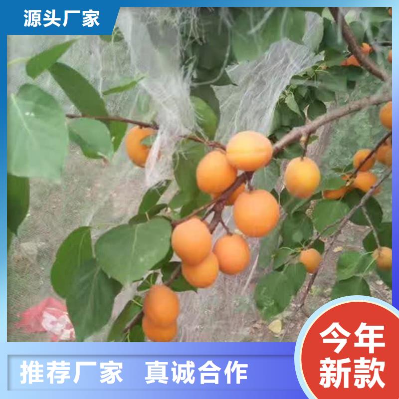珍珠油杏树苗现挖苗现发货