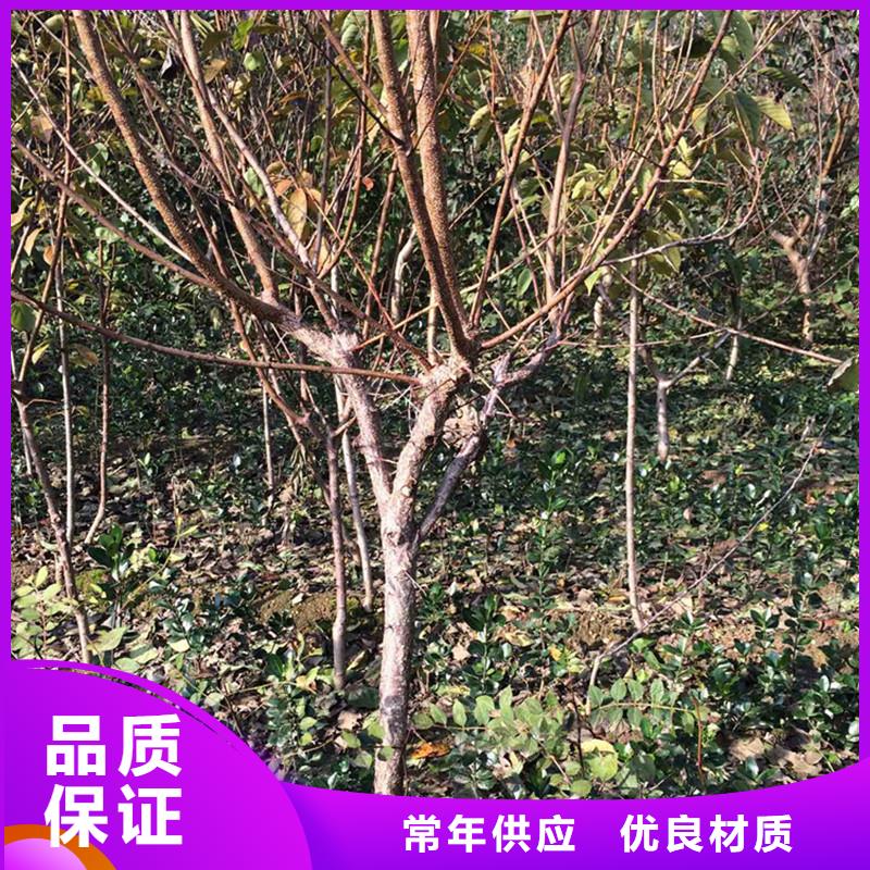 杏-蓝莓苗极速发货