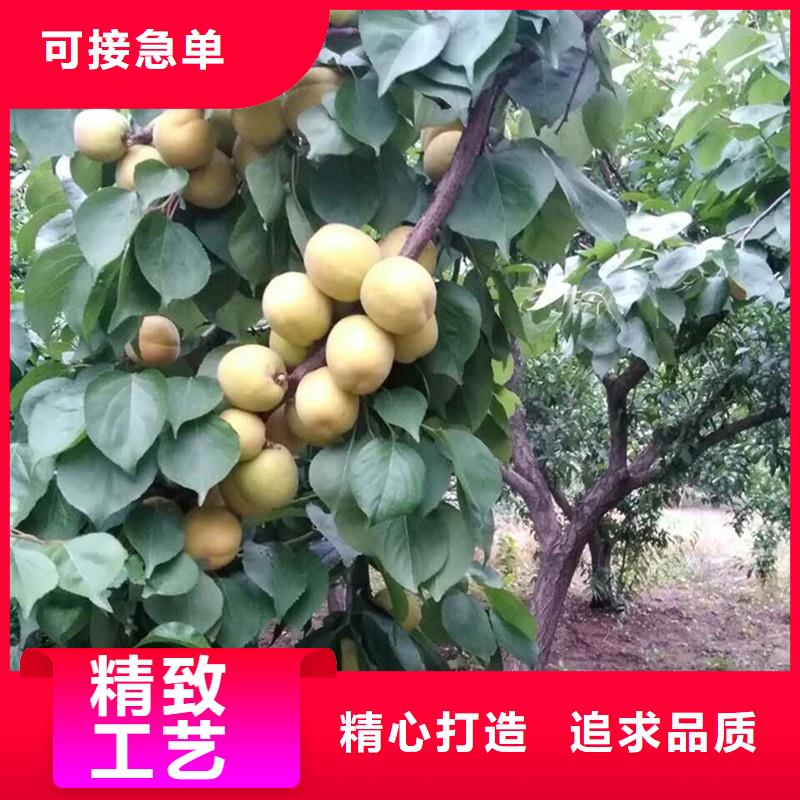 杏,桃树苗诚信经营质量保证