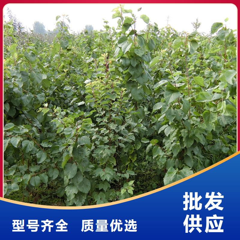 杏,桃树苗诚信经营质量保证