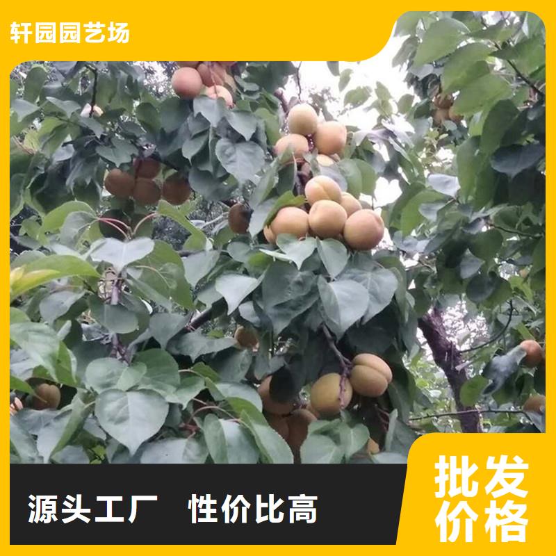 蜜香杏树苗露天种植