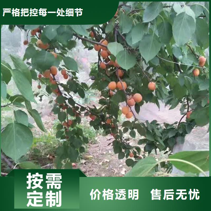 杏_樱桃苗现货实拍
