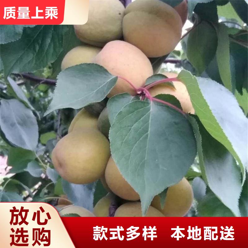 蜜香杏树苗免费咨询