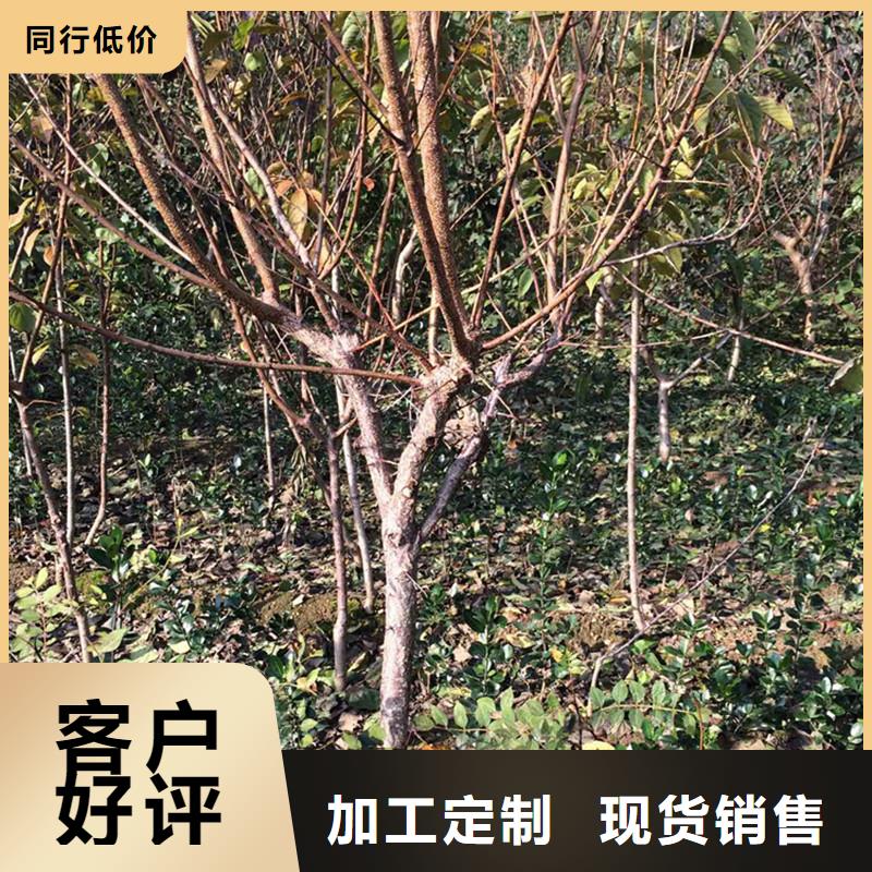蜜香杏树苗免费咨询
