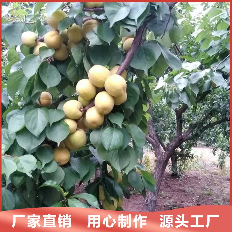 珍珠油杏树苗现挖苗现发货