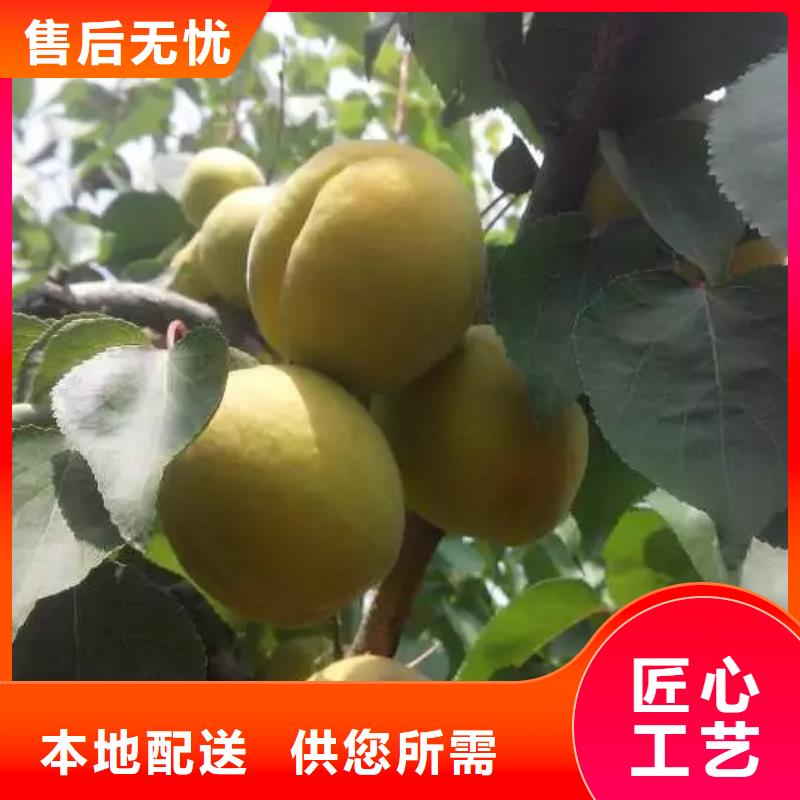 珍珠油杏树苗新奇品种