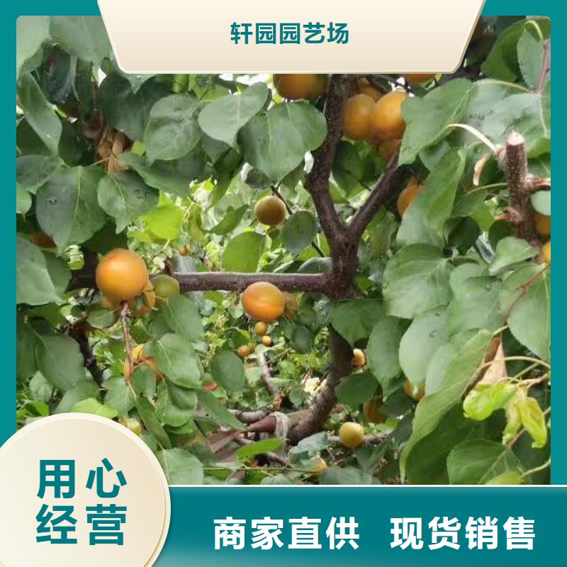 珍珠油杏树苗新奇品种
